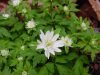 Show product details for Anemone nemorosa Bracteata